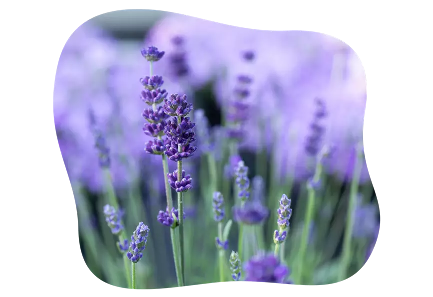 lavendel-im-portrait_kiefls_welt_in_gauting_bei_muenchen_14-2026.png
