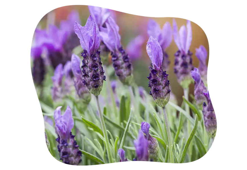 schopf-lavendel-im-portrait_kiefls_welt_in_gauting_bei_muenchen_14-2026.png