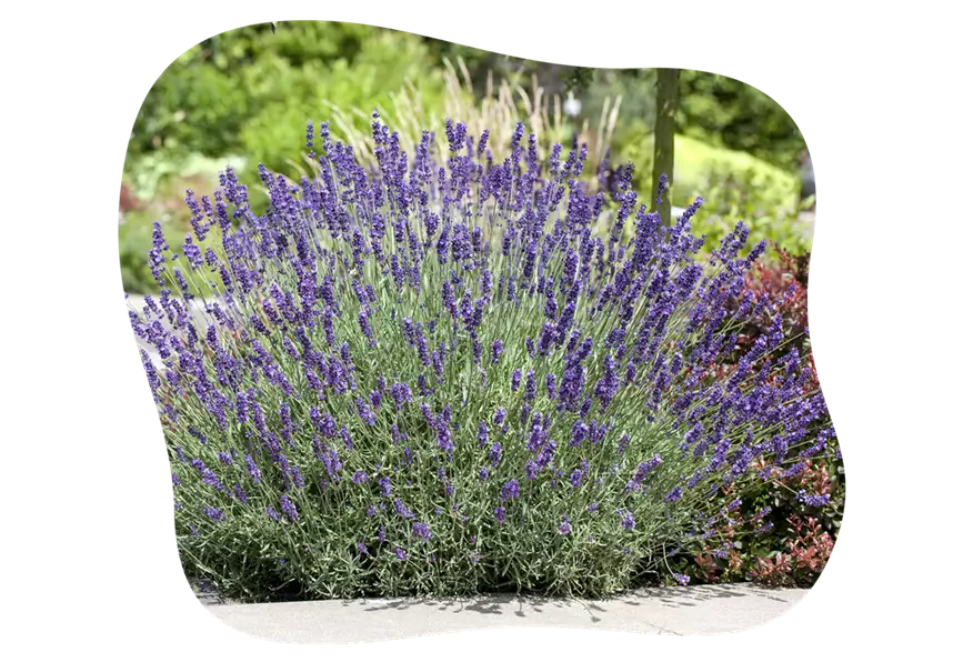 beet-lavendel-im-portrait_kiefls_welt_in_gauting_bei_muenchen_14-2026.png
