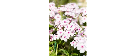 POLSTERPHLOX