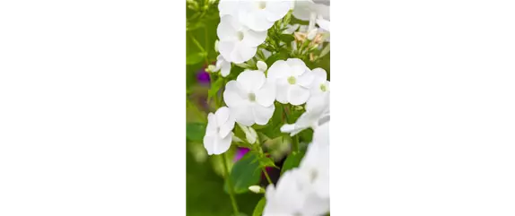 POLSTERPHLOX