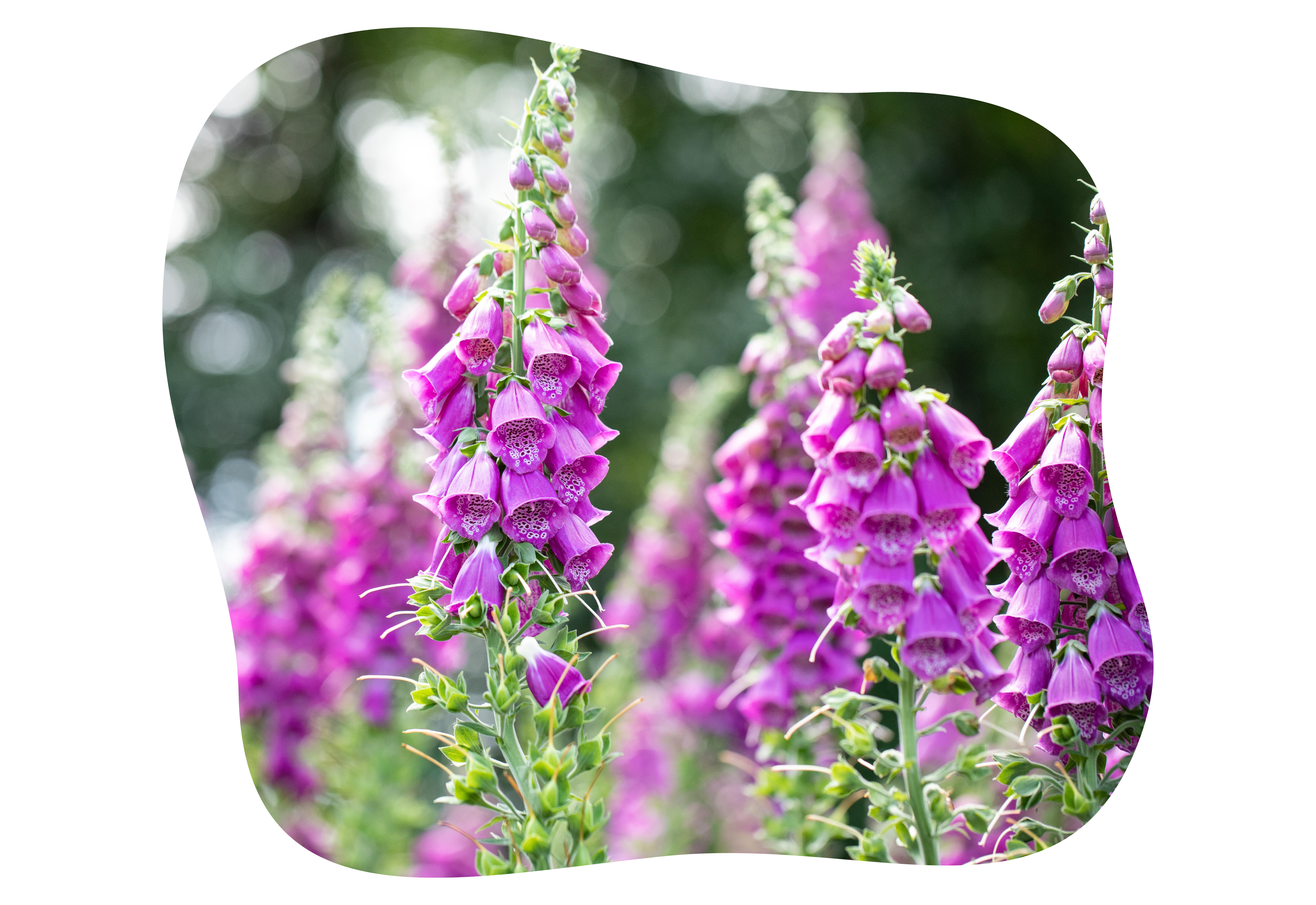 digitalis_purpurea_kiefls_welt_in_gauting_bei_muenchen_1.png