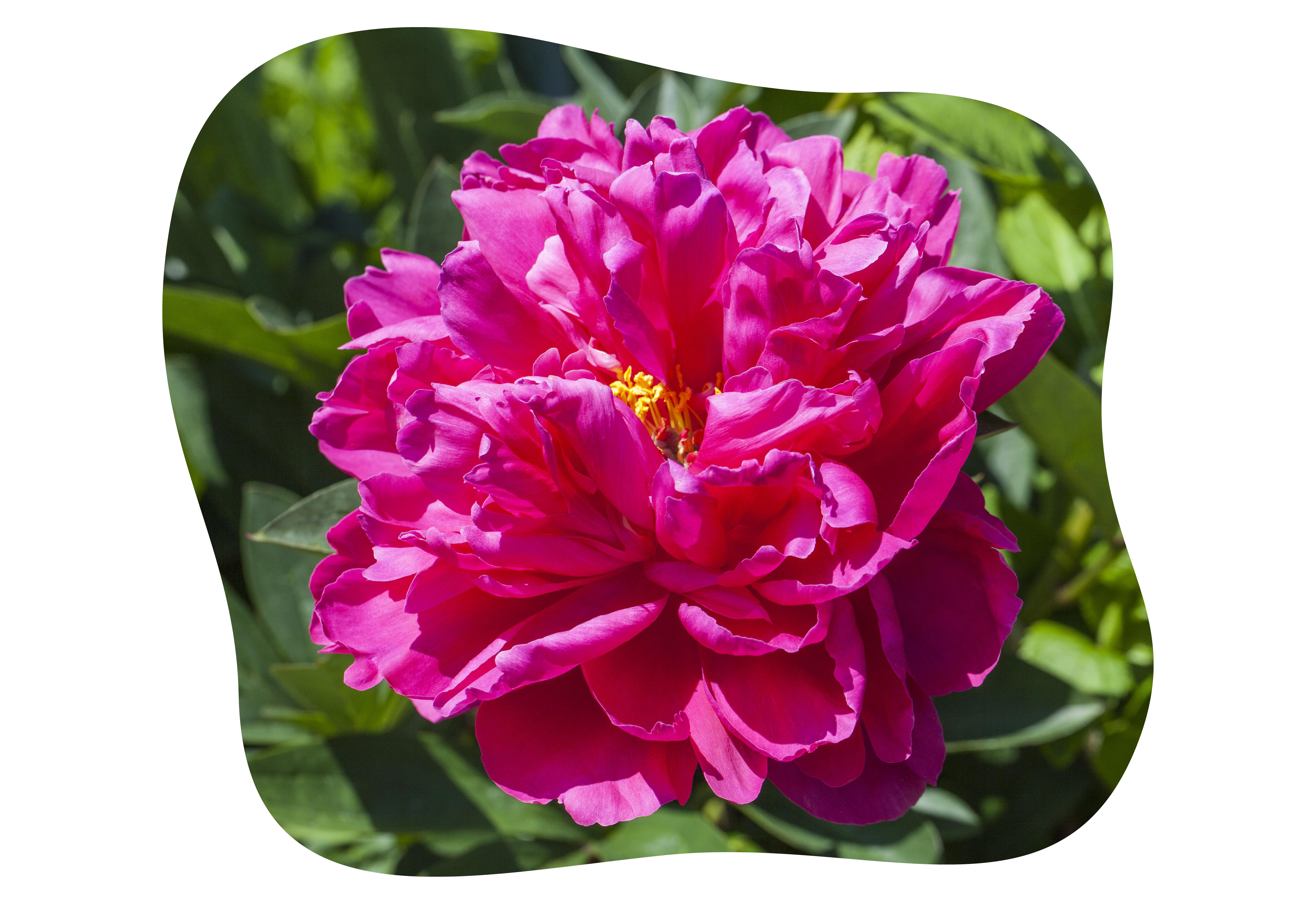 paeonia_suffruticosa_kiefls_welt_in_gauting_bei_muenchen_1.png