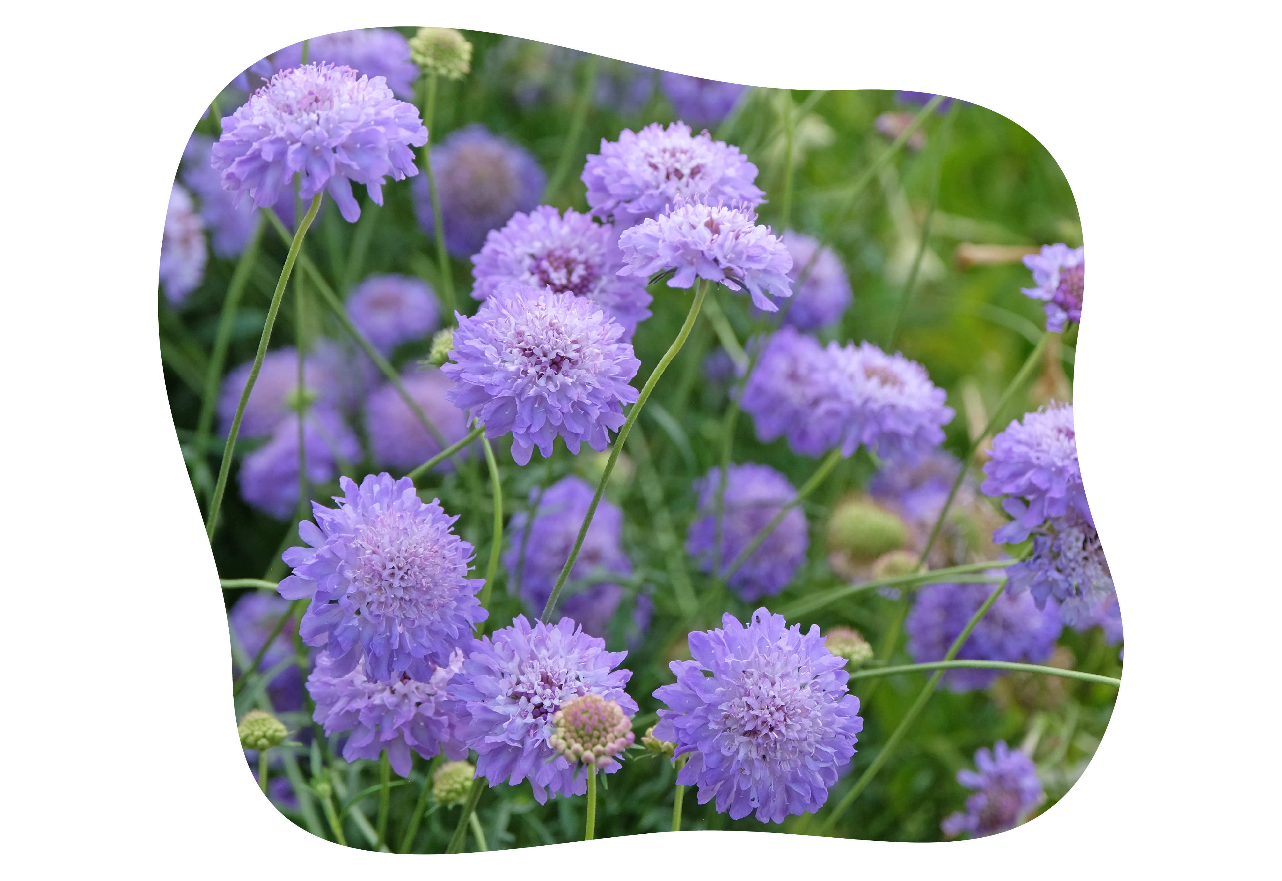 scabiosa_kiefls_welt_in_gauting_bei_muenchen_1.png