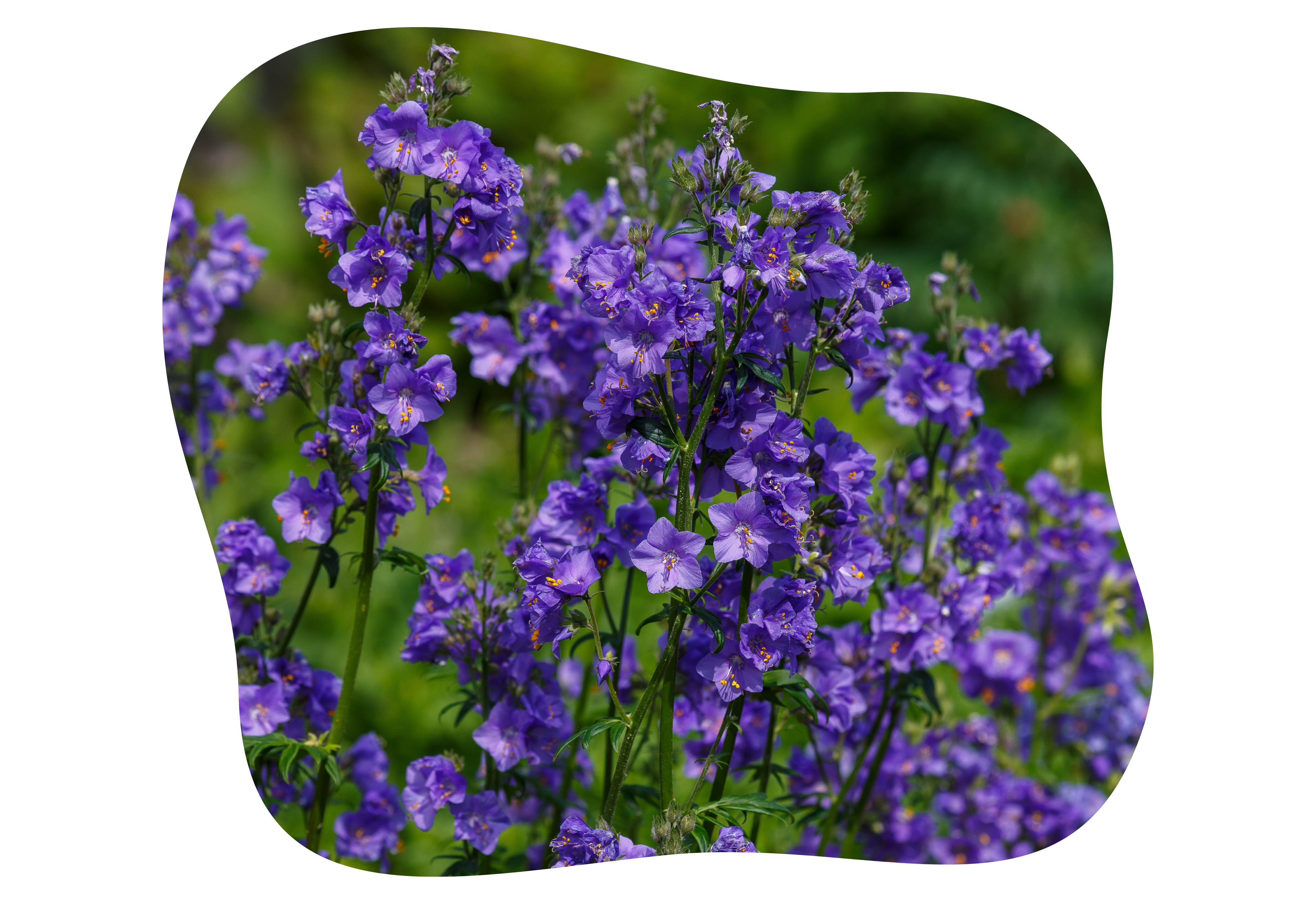 polemonium__kiefls_welt_in_gauting_bei_muenchen_1.png