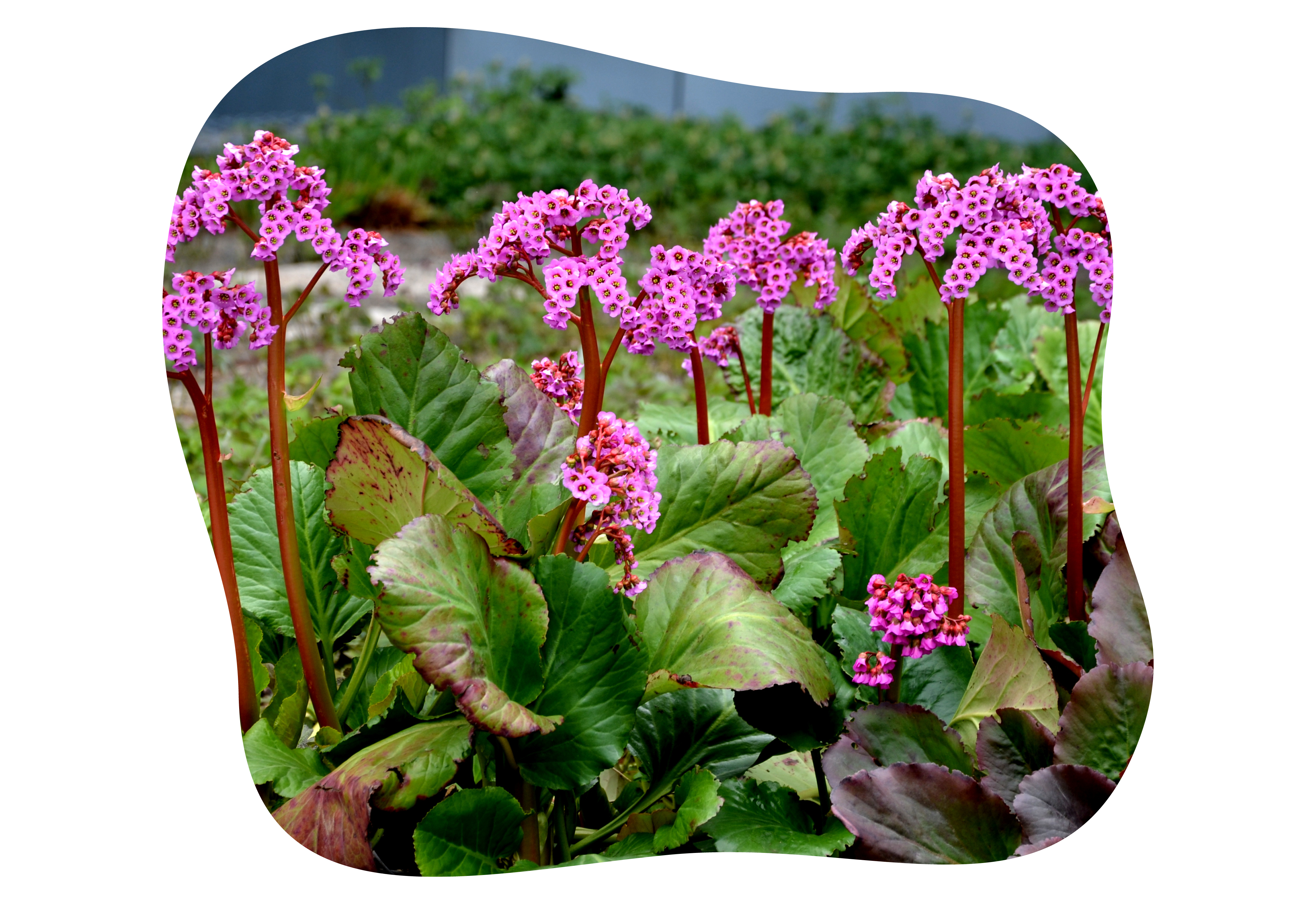 bergenia_kiefls_welt_in_gauting_bei_muenchen_1.png