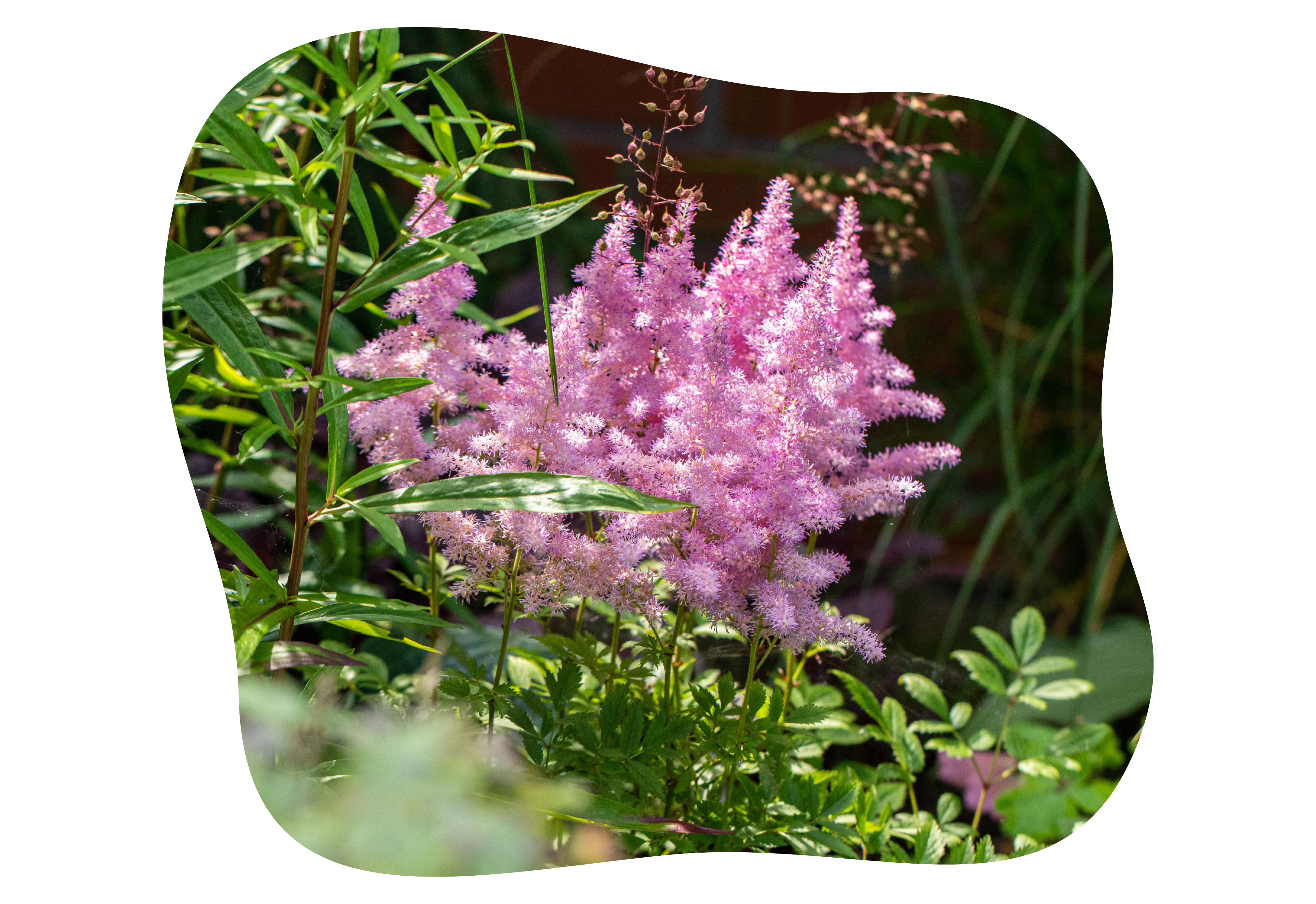 astilbe_kiefls_welt_in_gauting_bei_muenchen_1.png