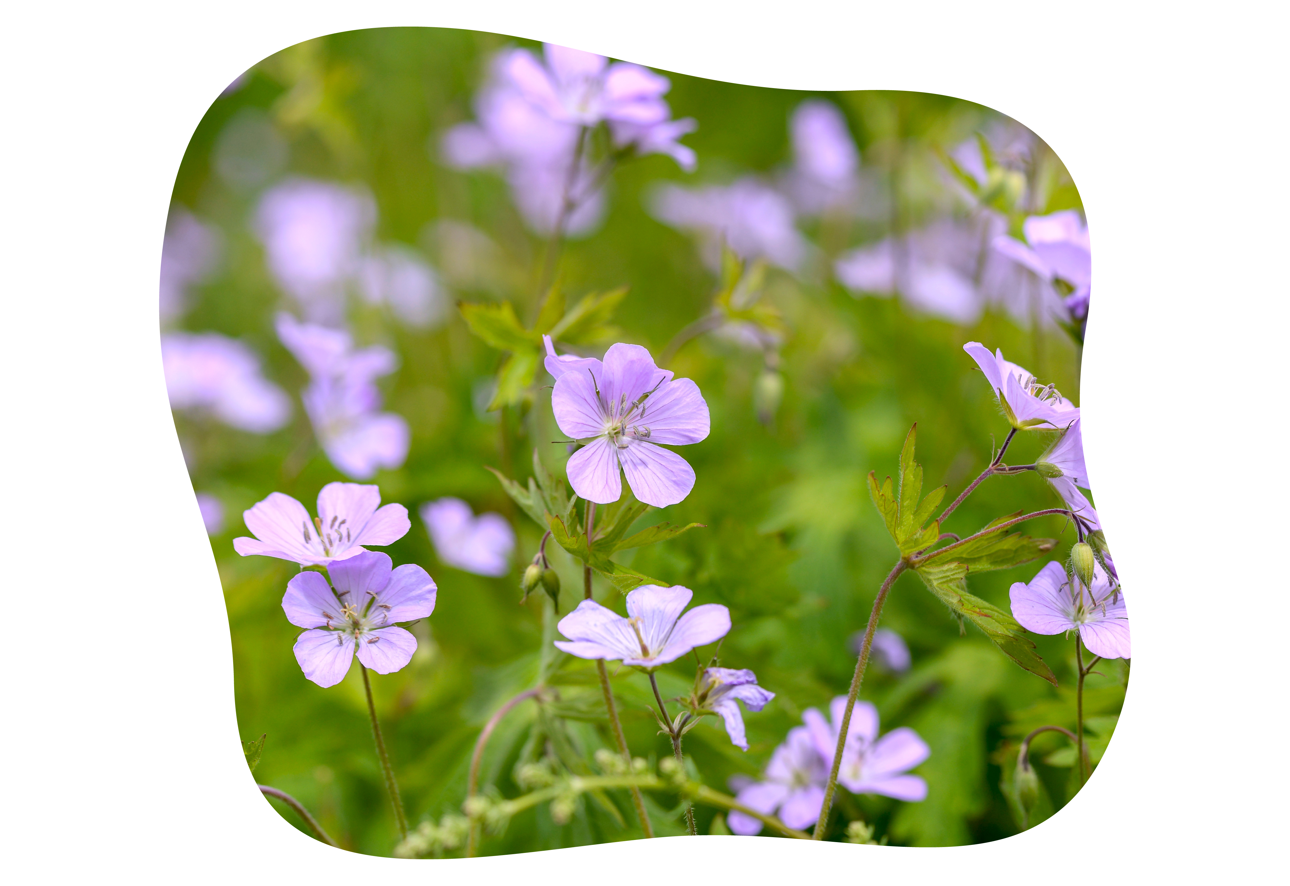 geranium_kiefls_welt_in_gauting_bei_muenchen_1.png