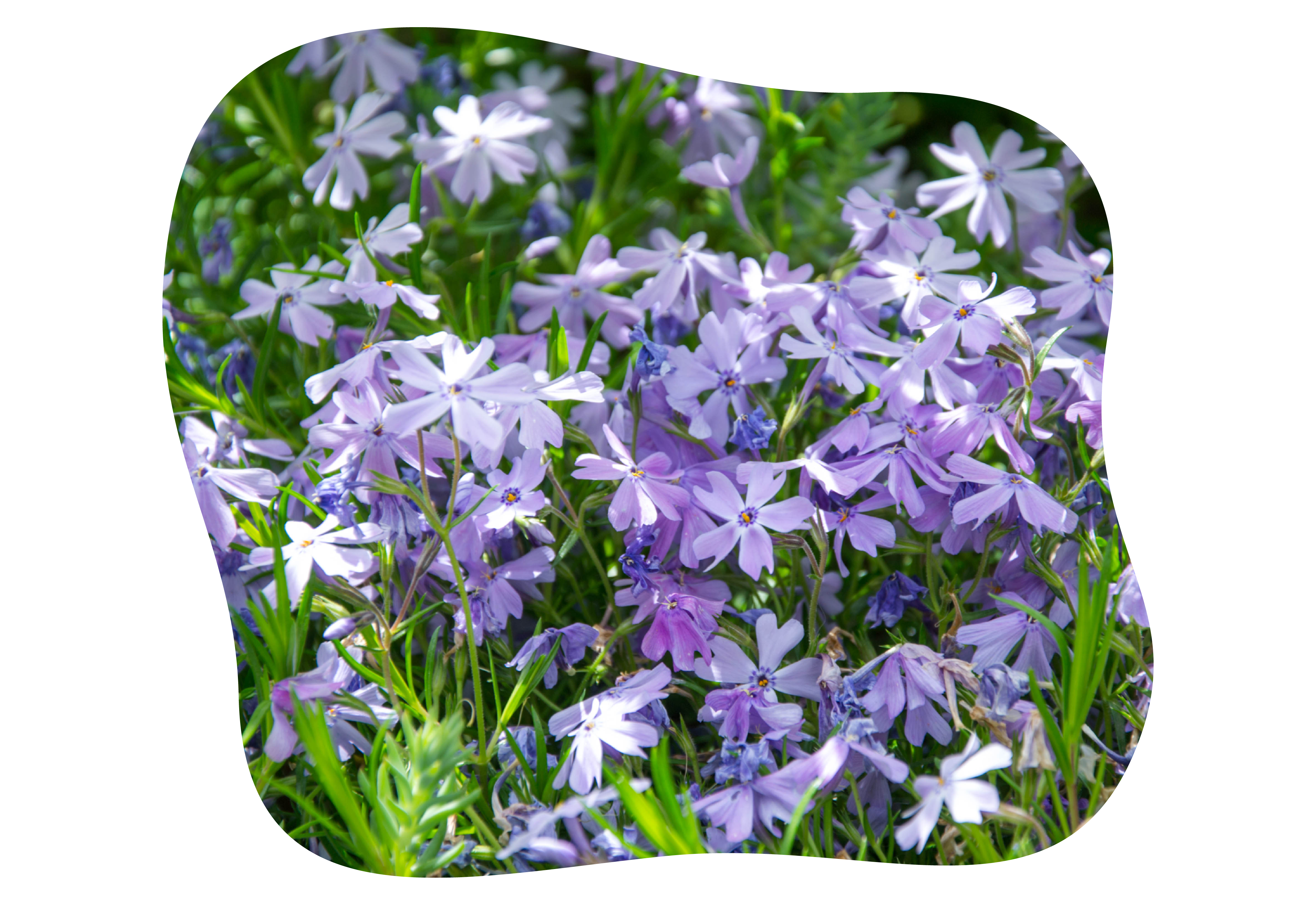 phlox_kiefls_welt_in_gauting_bei_muenchen_1.png