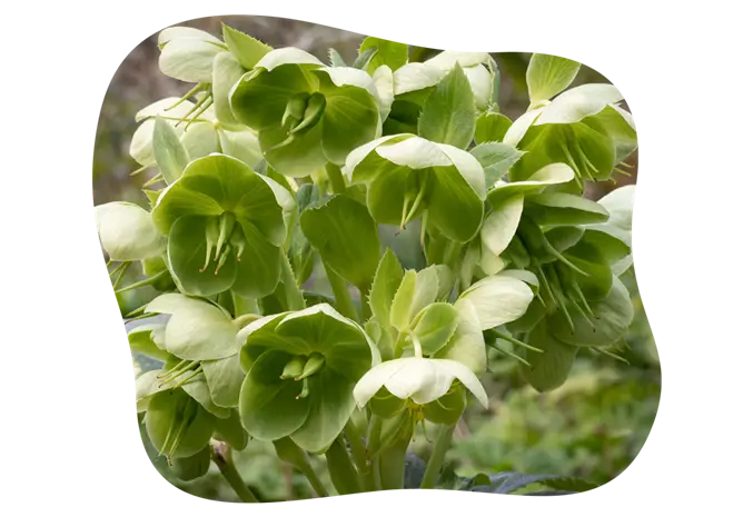 Helleborus_foetidus-gruen_kiefls_welt_in_gauting_bei_muenchen_1.png