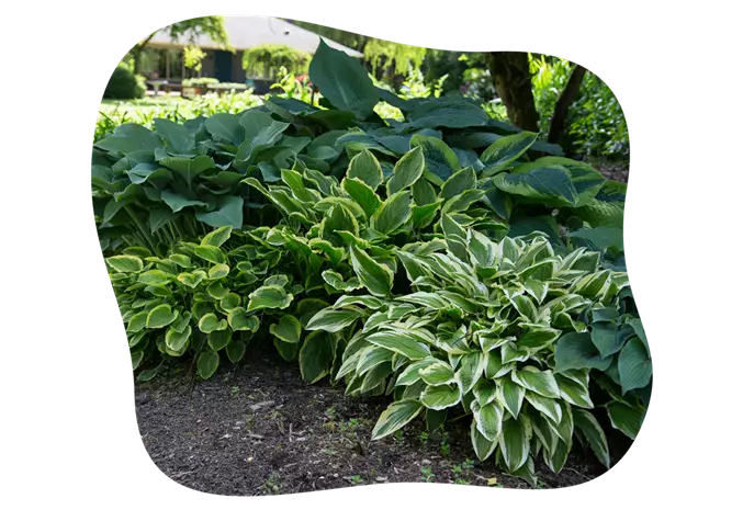 hosta-blaetter_kiefls_welt_in_gauting_bei_muenchen_1.png