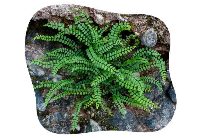 aufnahme_asplenium_trichomanes_kiefls_welt_in_gauting_bei_muenchen_1.png