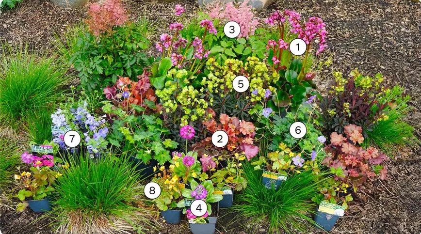 uebersicht_kiefl-stauden-empfehlung-halbschattig_gartencenter-kiefl-in-gauting-bei-muenchen_KW16-26.jpg