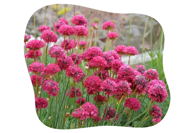 armeria_maritima_red_kiefls_welt_in_gauting_bei_muenchen_1.png