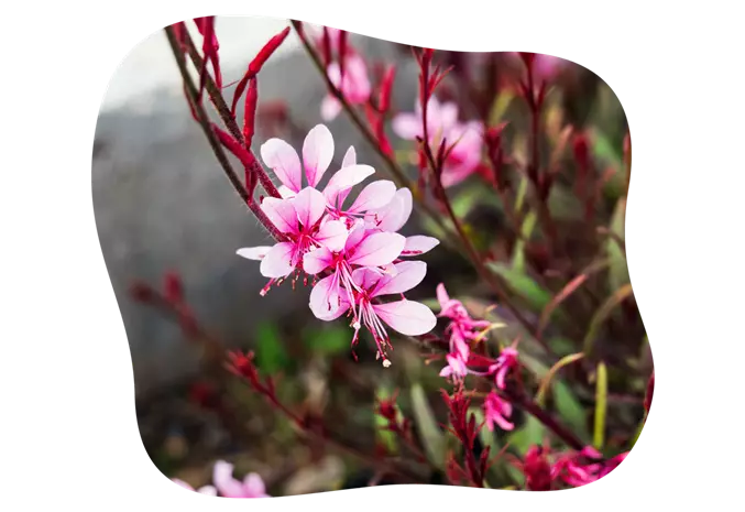 gaura_rosa_kiefls_welt_in_gauting_bei_muenchen_1.png