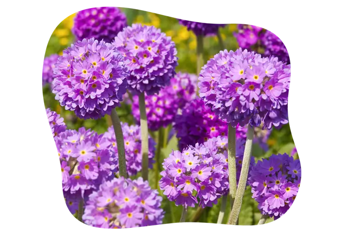 primula_denticulata_2_kiefls_welt_in_gauting_bei_muenchen_1.png