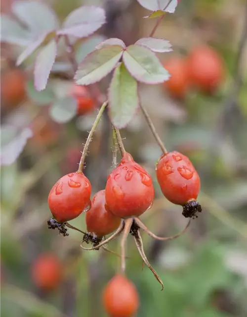 Bereifte Rose