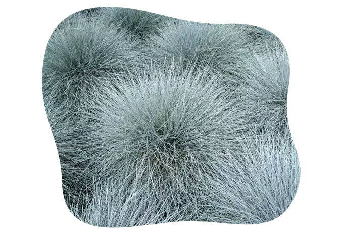 festuca_glauca_blue_kiefls_welt_in_gauting_bei_muenchen_1.png
