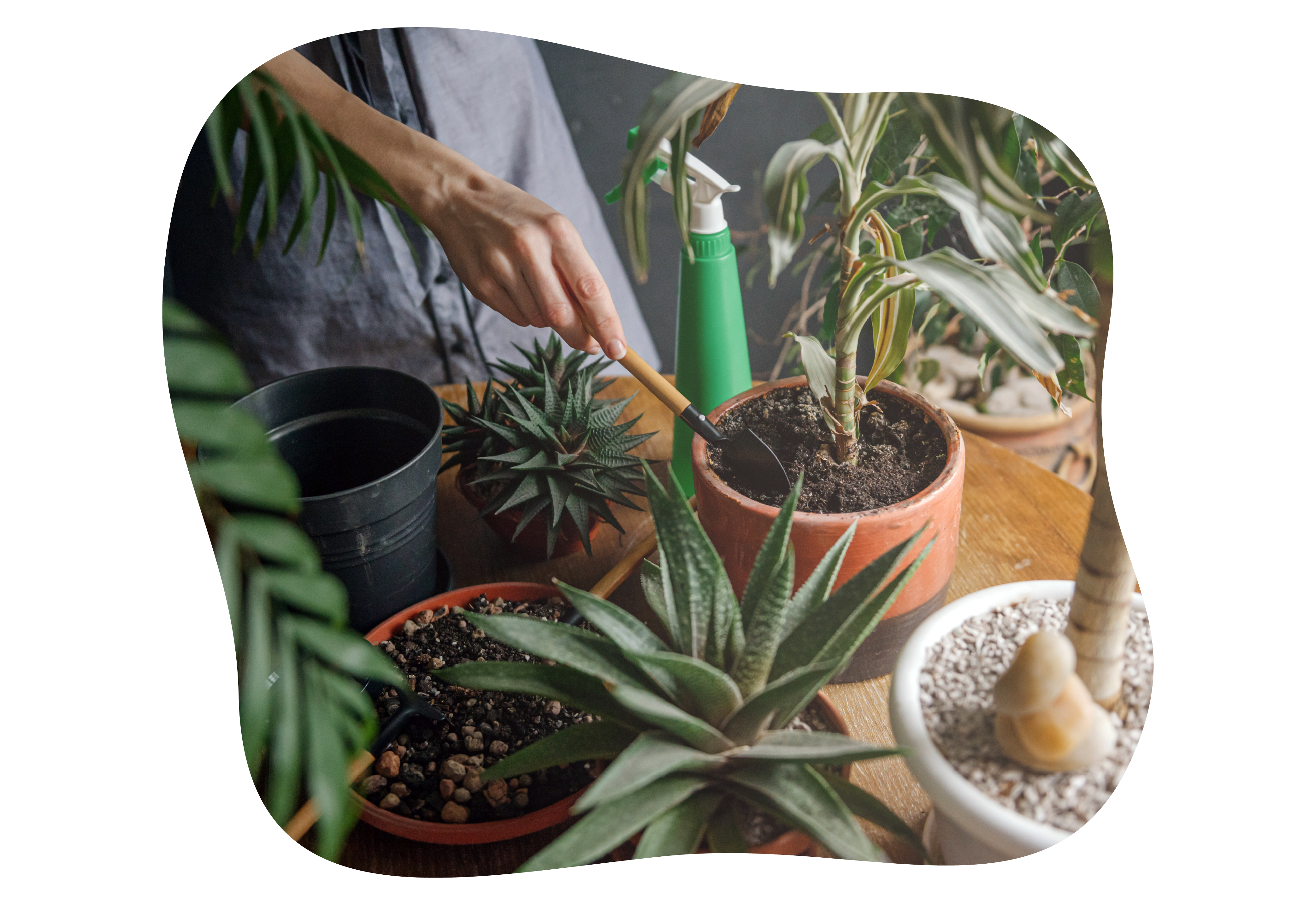 zimmerpflanzen-duengen_pflege_kiefls_welt_in_gauting_bei_muenchen_2-2026.png