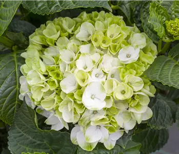 Ein bunter Garten dank der Hortensienvielfalt