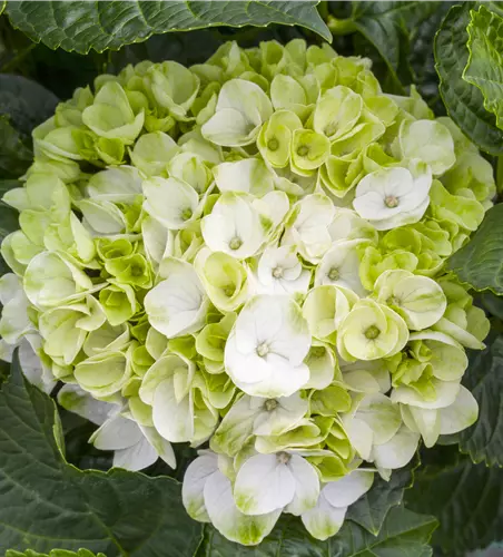 Ein bunter Garten dank der Hortensienvielfalt