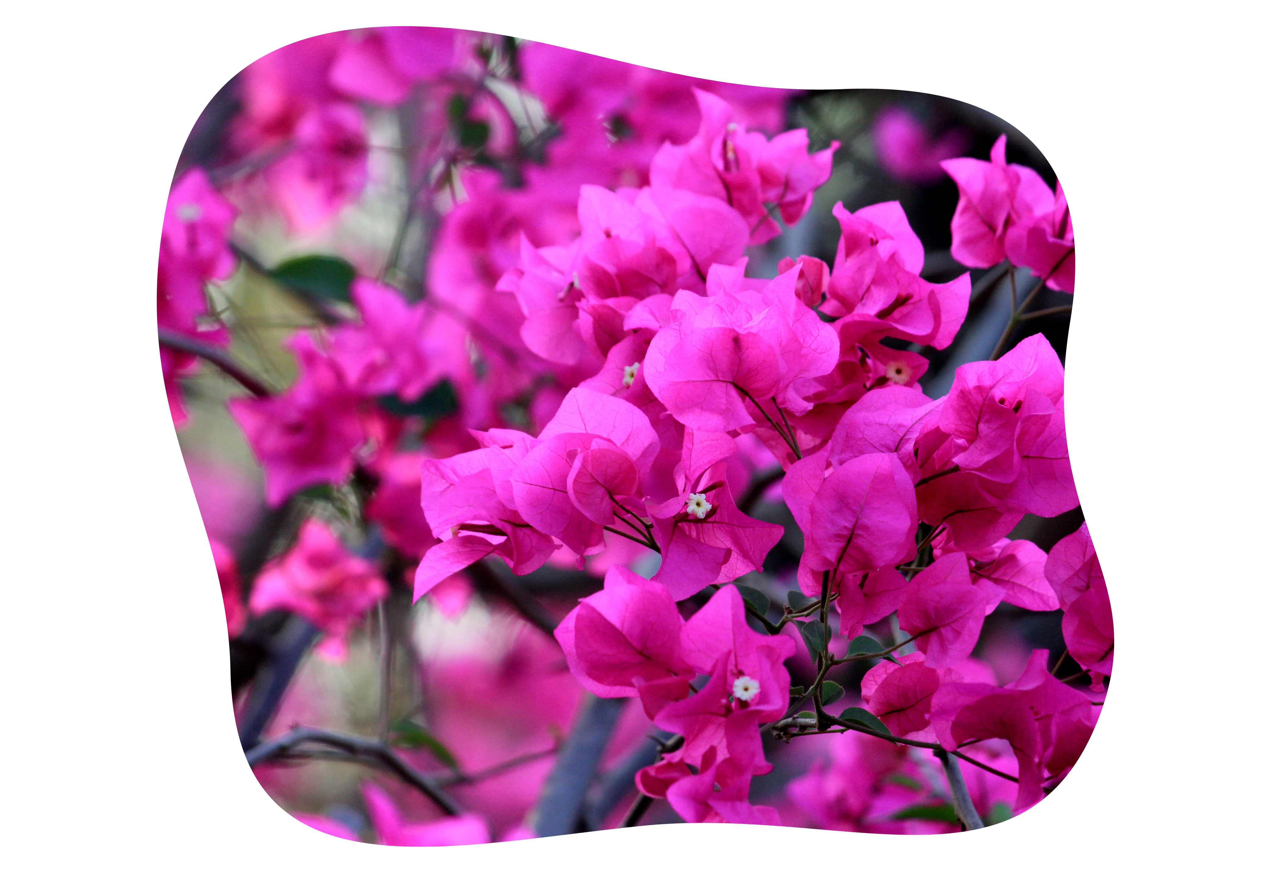 bougainvillea_kiefls_welt_in_gauting_bei_muenchen_1-2026.png