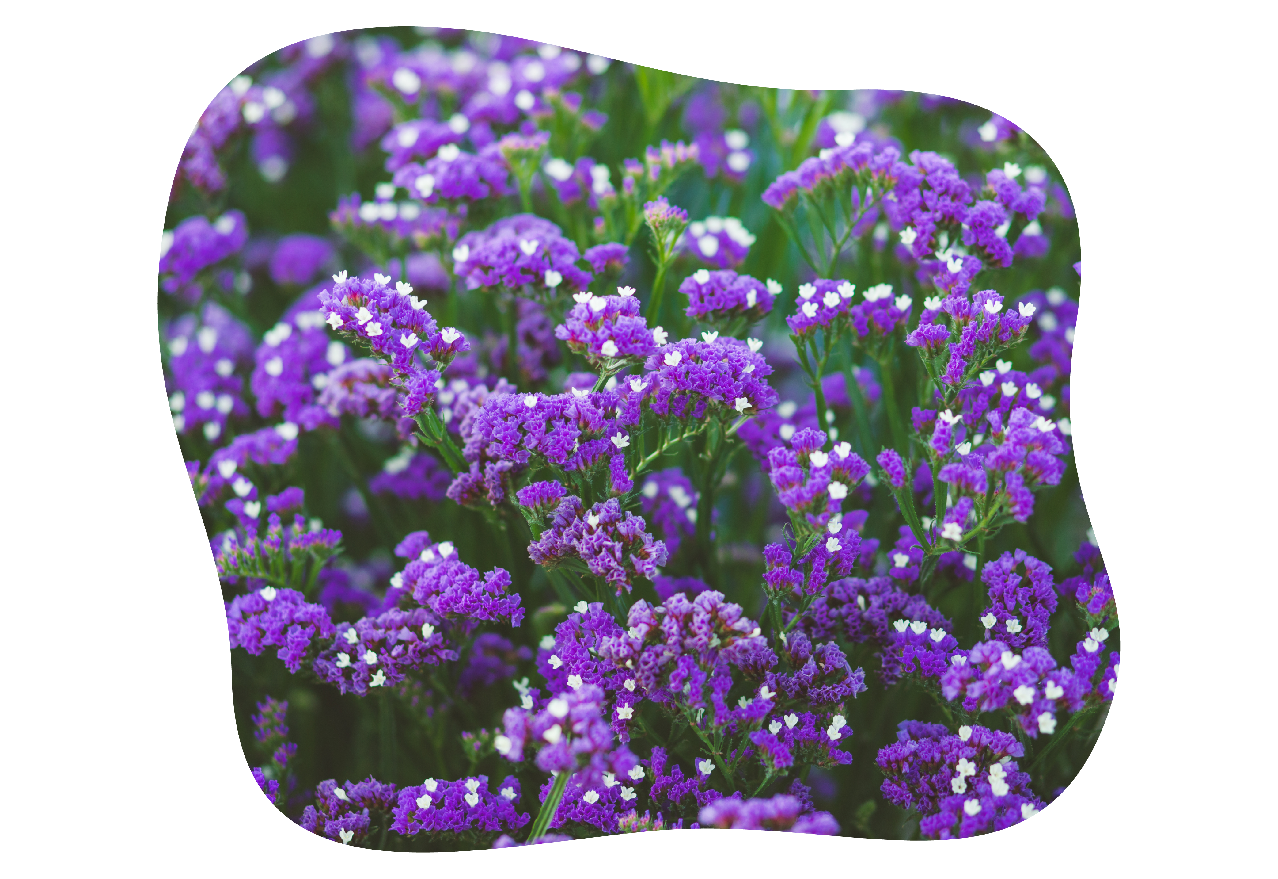 limonium_kiefls_welt_in_gauting_bei_muenchen_1-2026.png