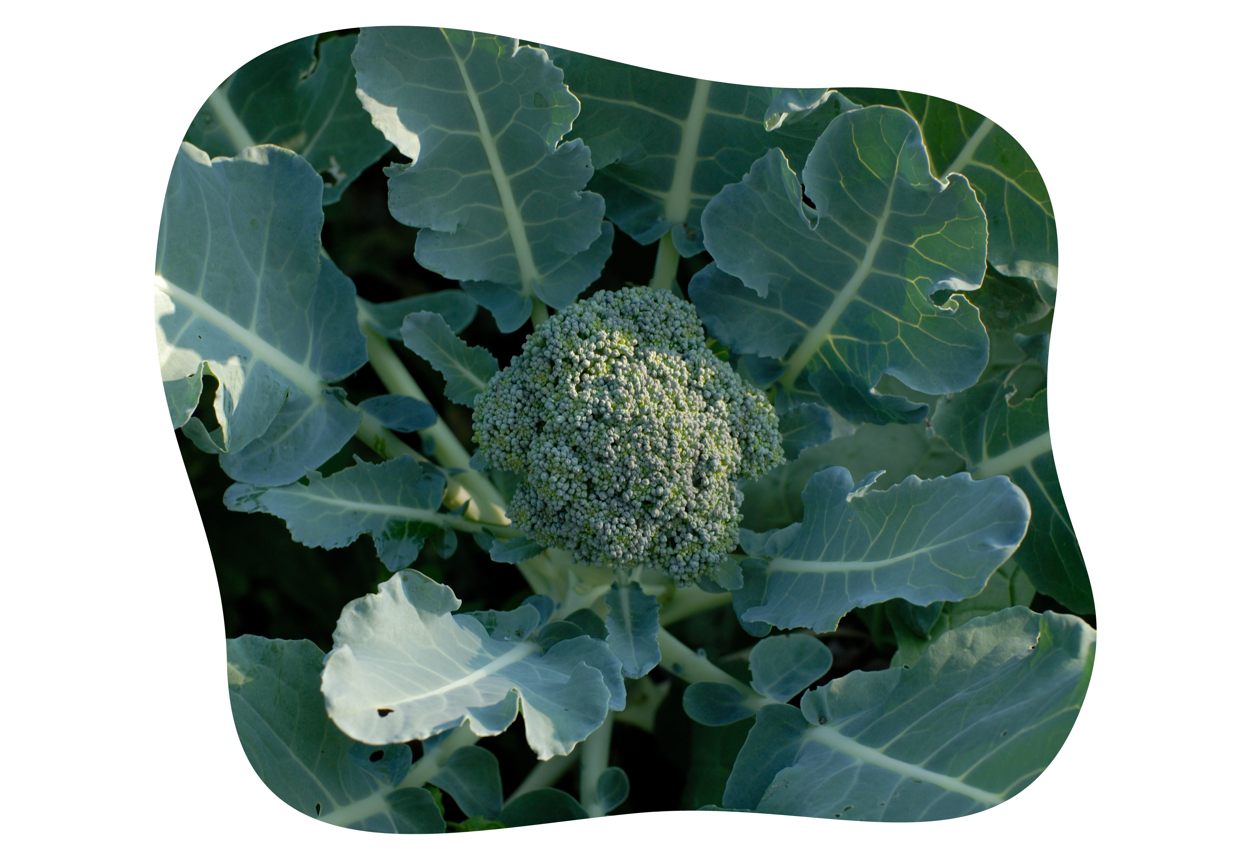 brokkoli_pflanzen_kiefls_welt_in_gauting_bei_muenchen_1-2026.png