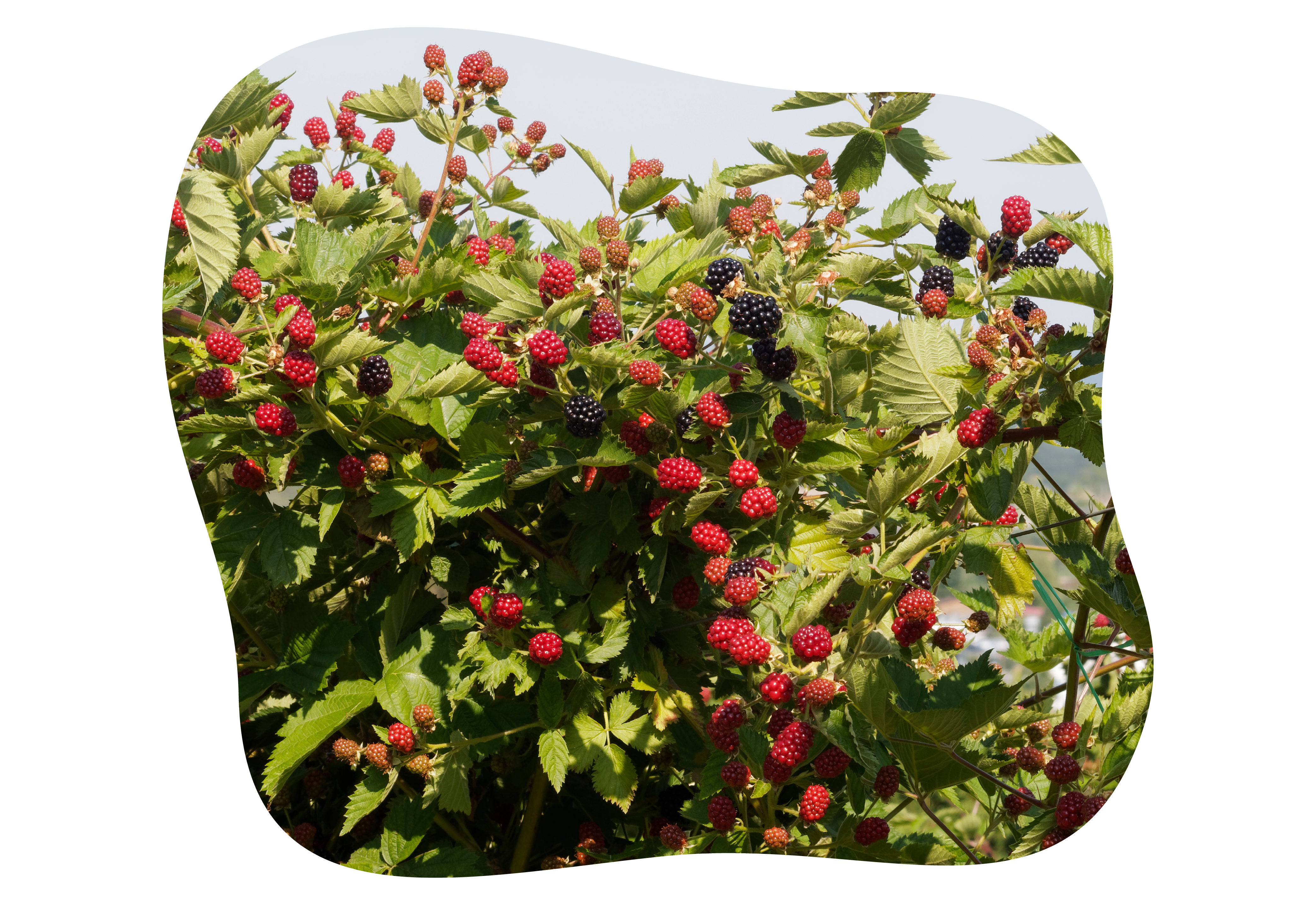 beeren_tips_kiefls_welt_in_gauting_bei_muenchen_1-2026.png