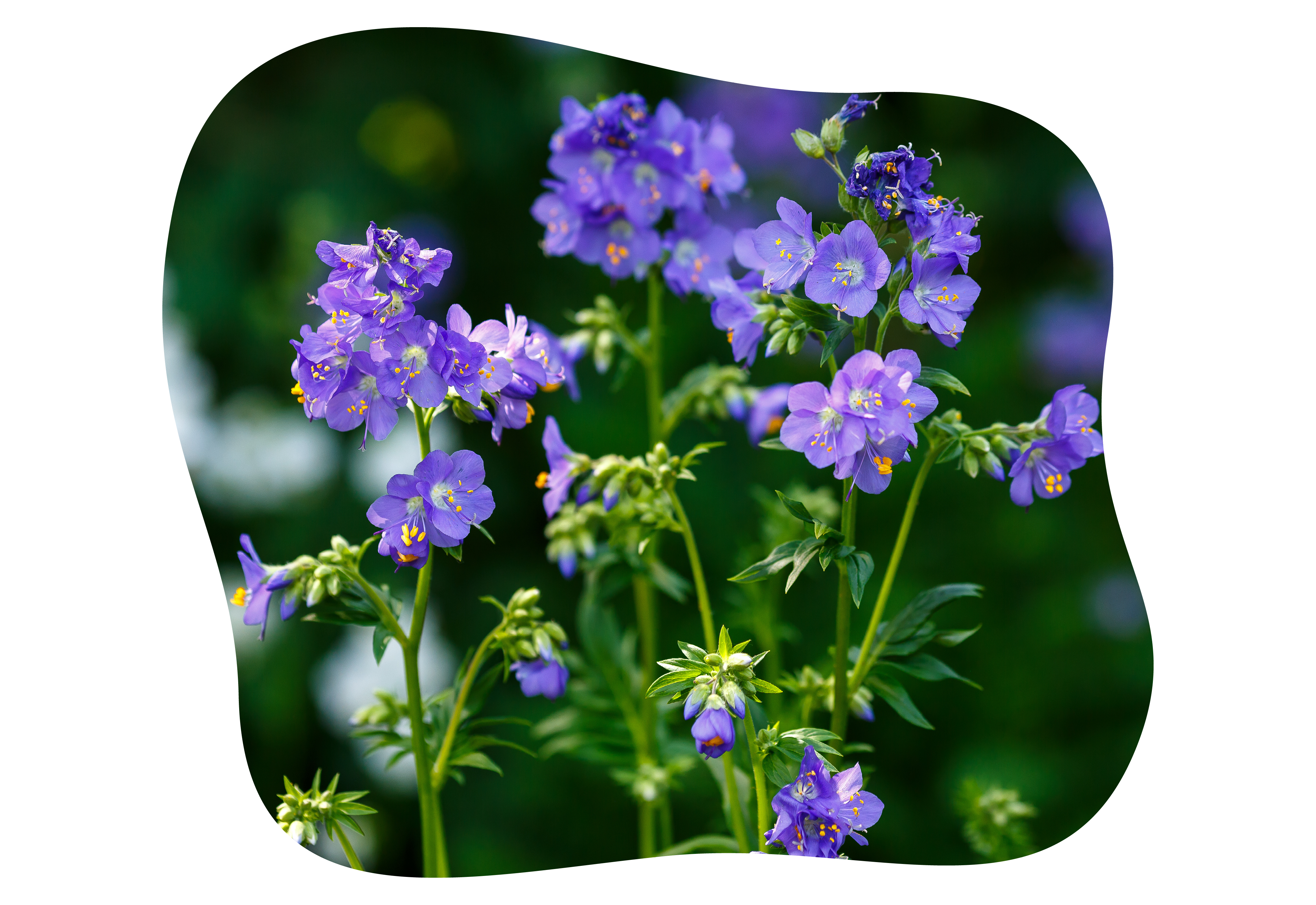 Kiefl_staude_polemonium_kiefls_welt_in_gauting_bei_muenchen_2026.png