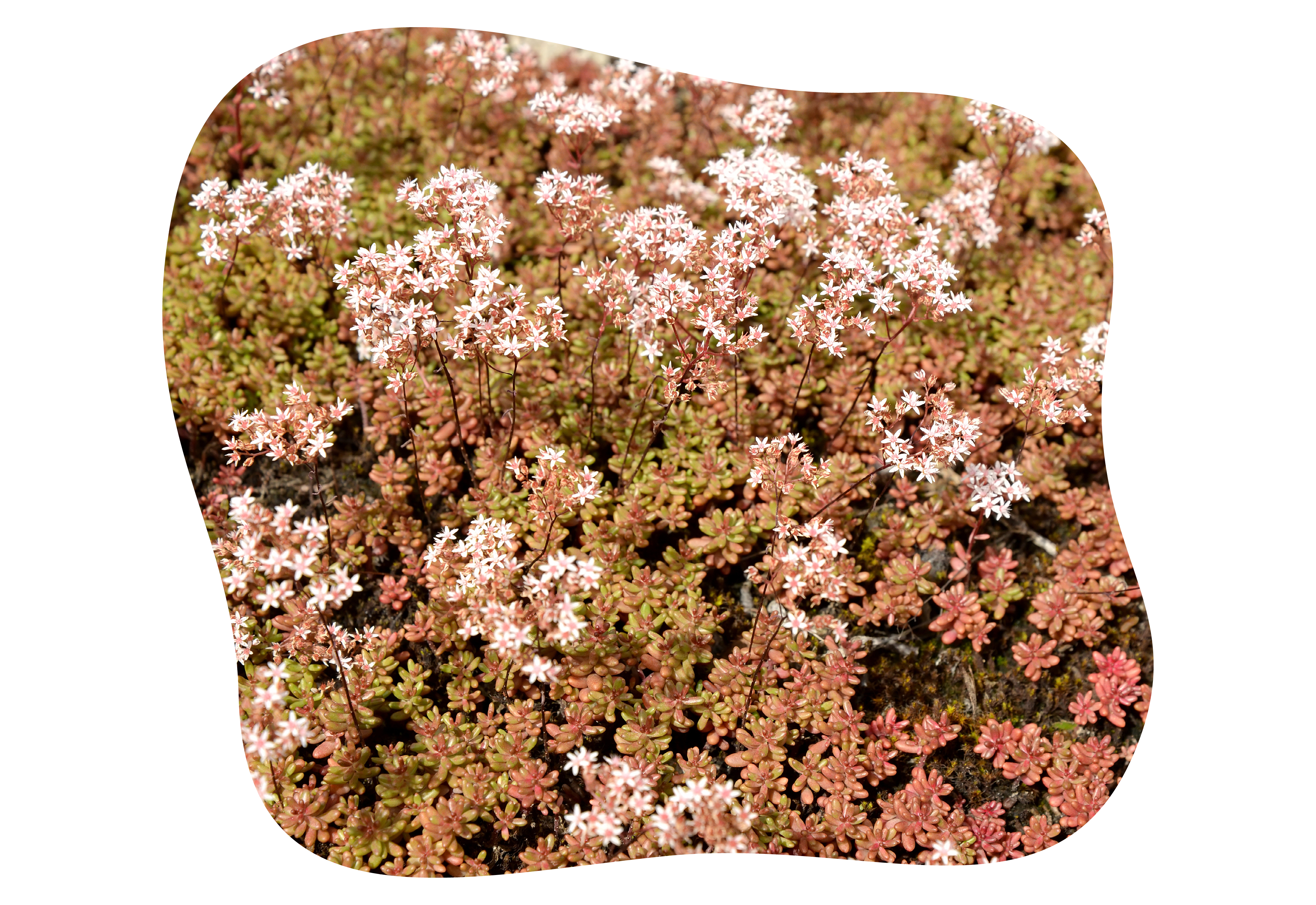 Kiefl_staude_sedum_kiefls_welt_in_gauting_bei_muenchen_2026.png