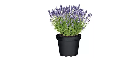 SOMMER IM STAUDENGARTEN!