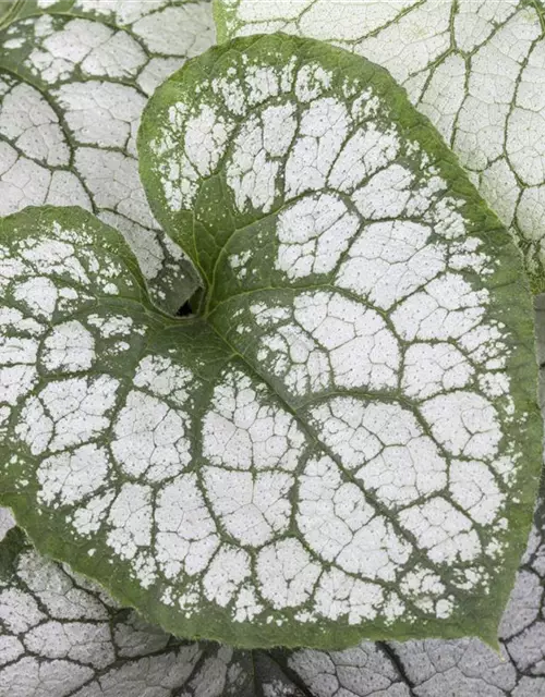 Brunnera macrophylla 'Jack Frost' -R-