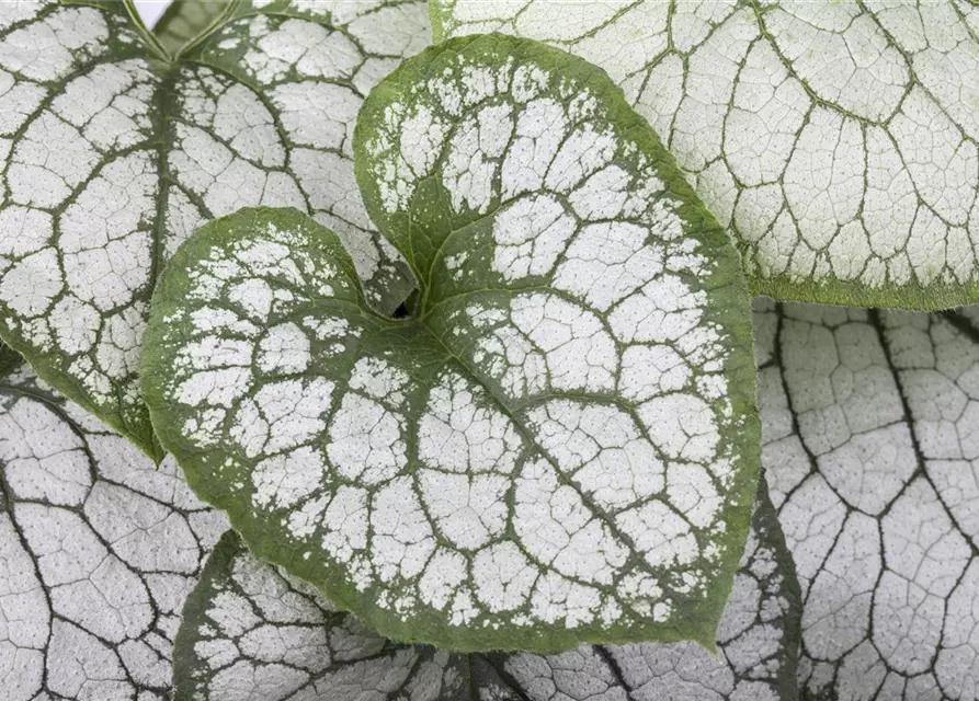 Brunnera macrophylla 'Jack Frost' -R-