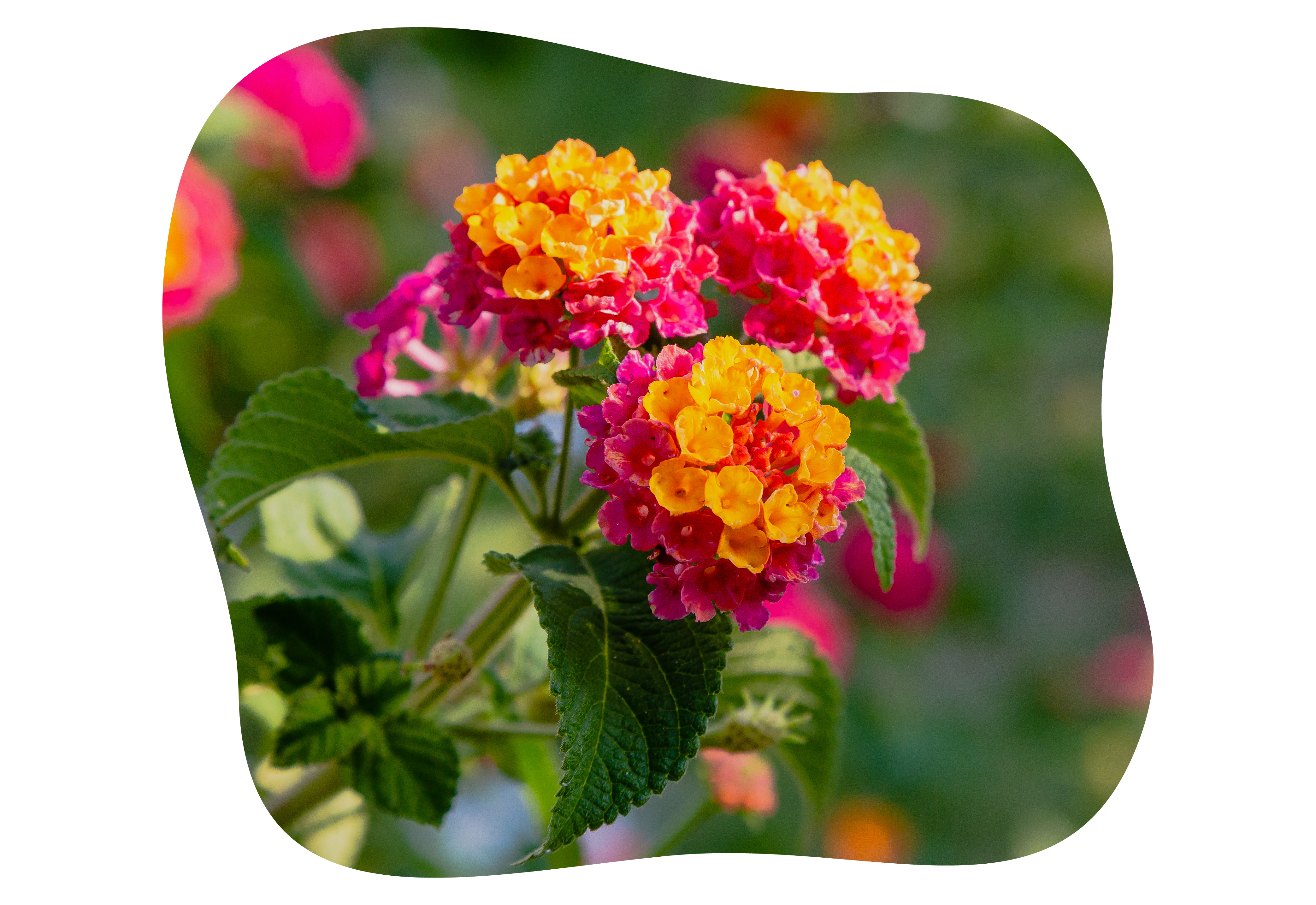 lantana_kiefls_welt_in_gauting_bei_muenchen_1-2026.png