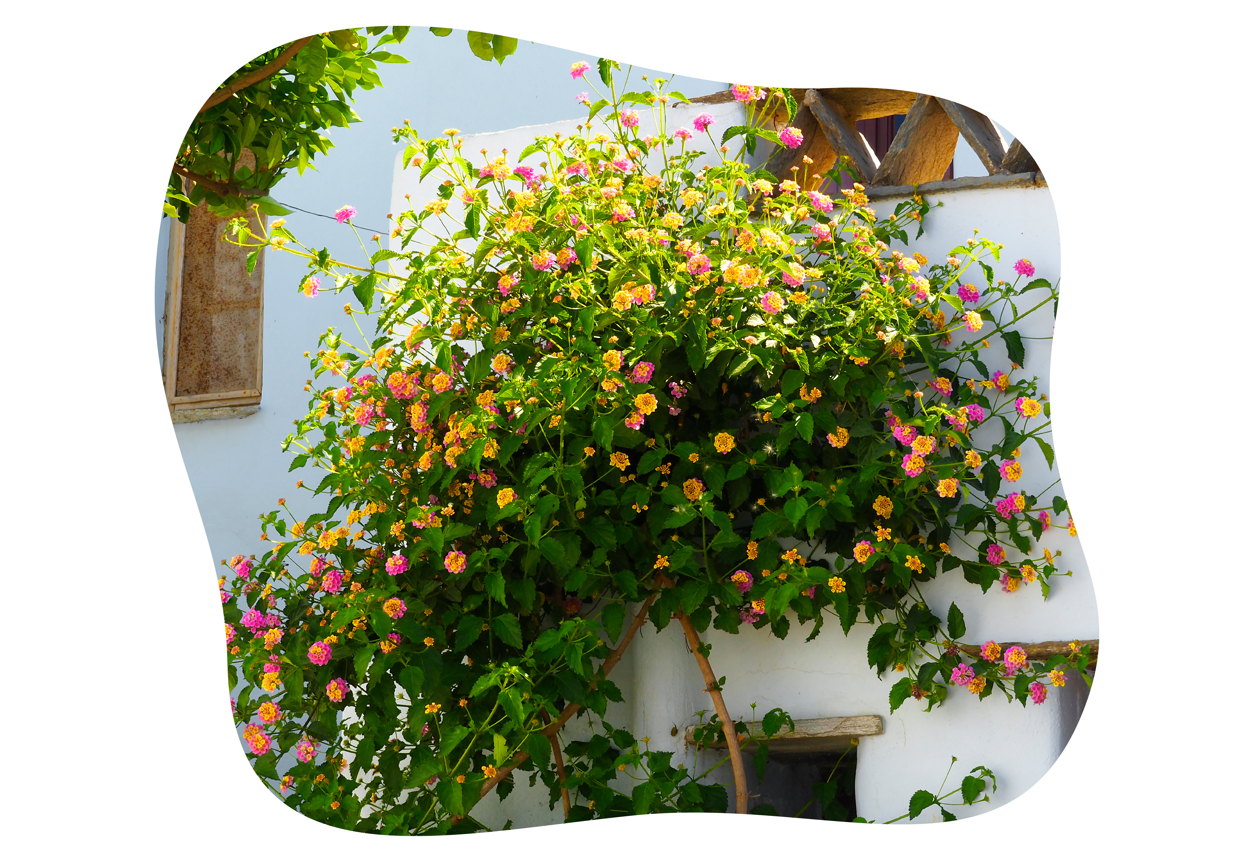 lantana_kiefls_welt_in_gauting_bei_muenchen_2-2026.png