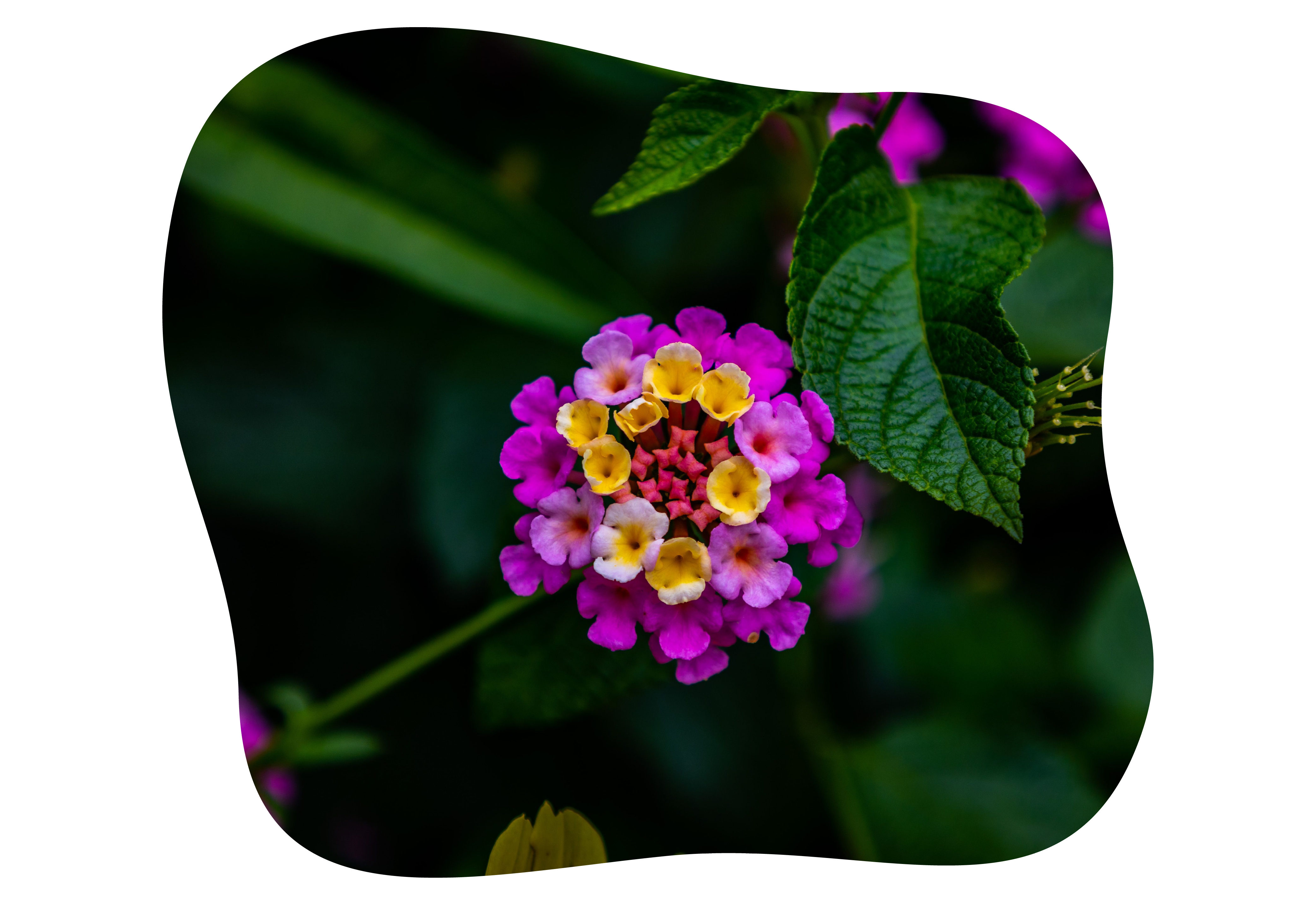 lantana_kiefls_welt_in_gauting_bei_muenchen_5-2026.png