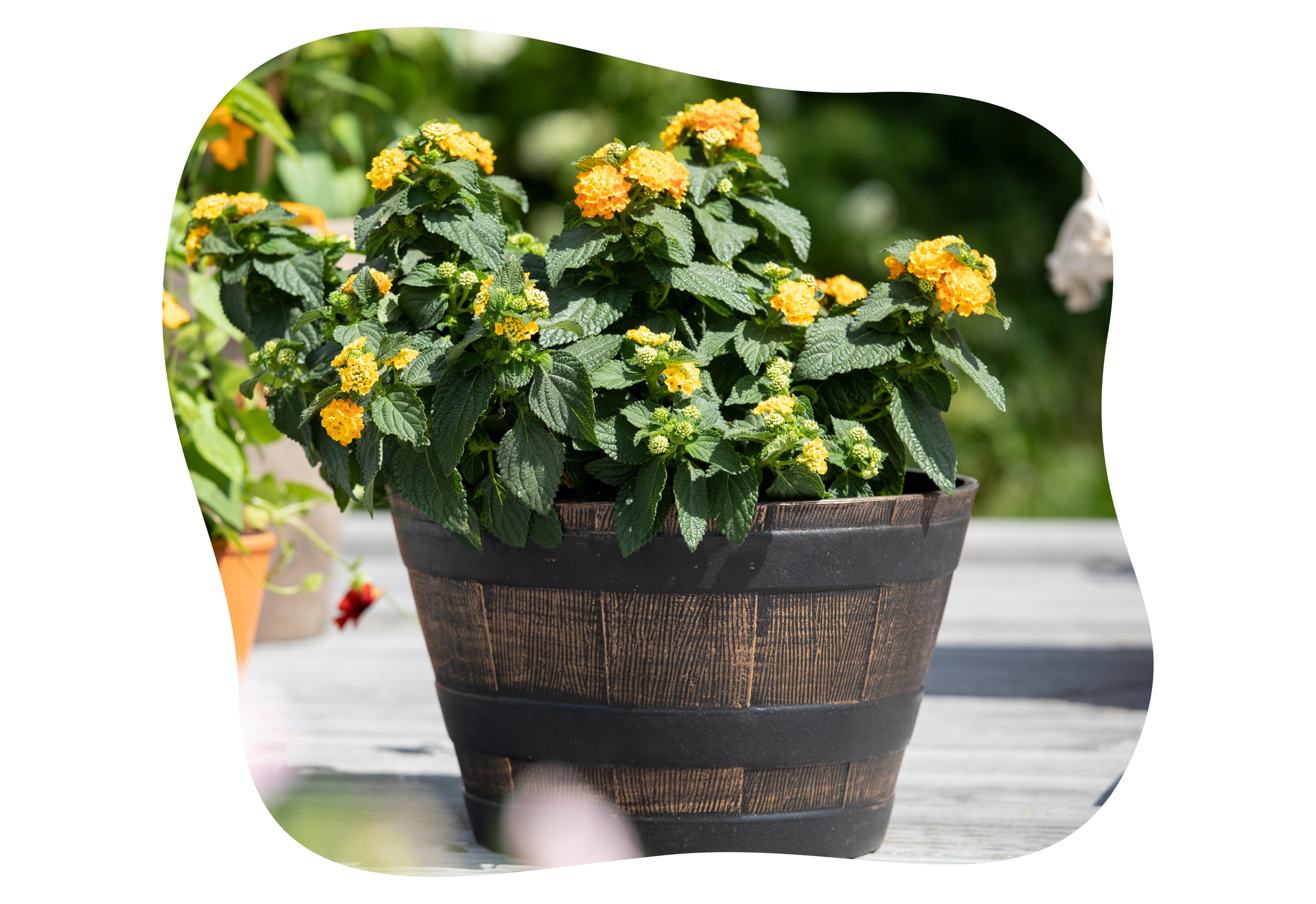 lantana_kiefls_welt_in_gauting_bei_muenchen_3-2026.png