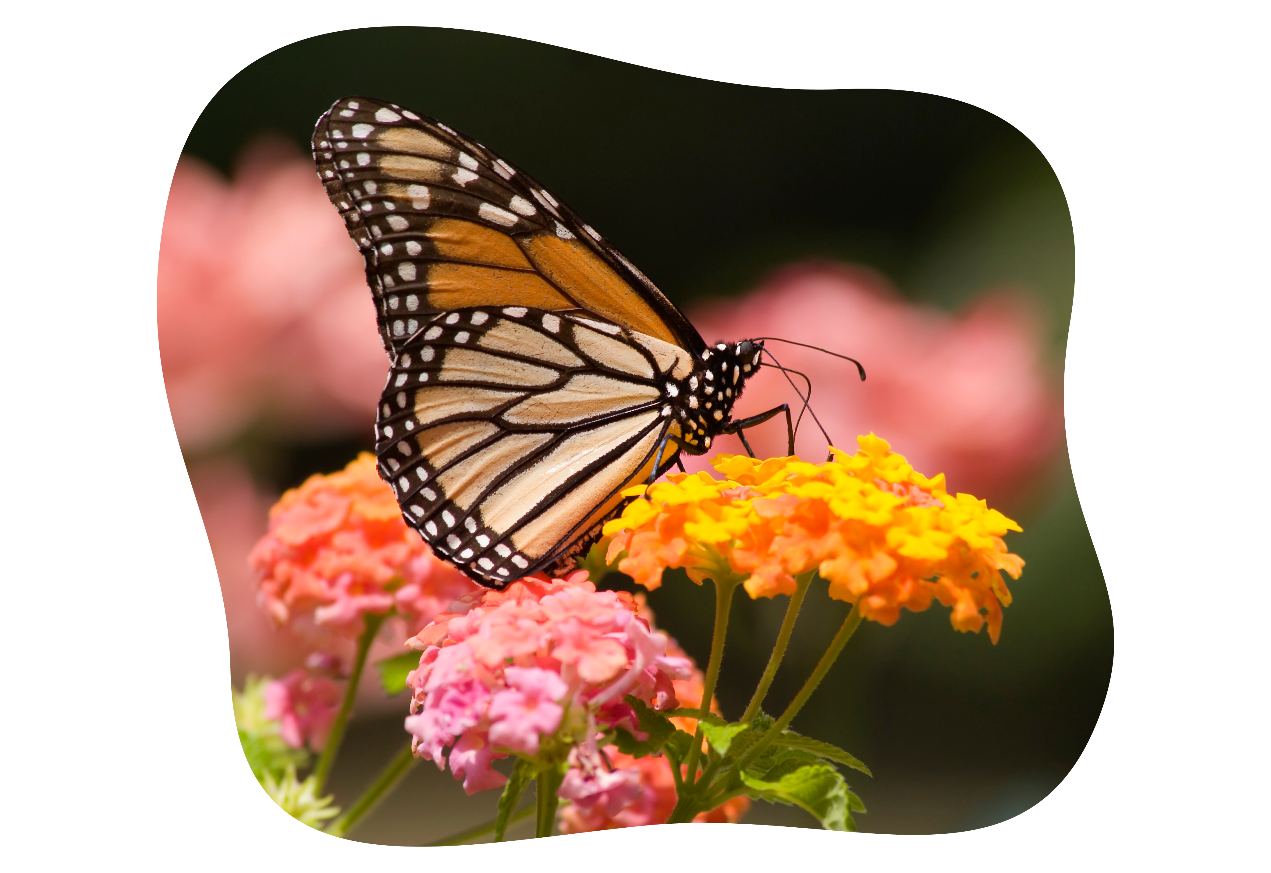 lantana_kiefls_welt_in_gauting_bei_muenchen_4-2026.png