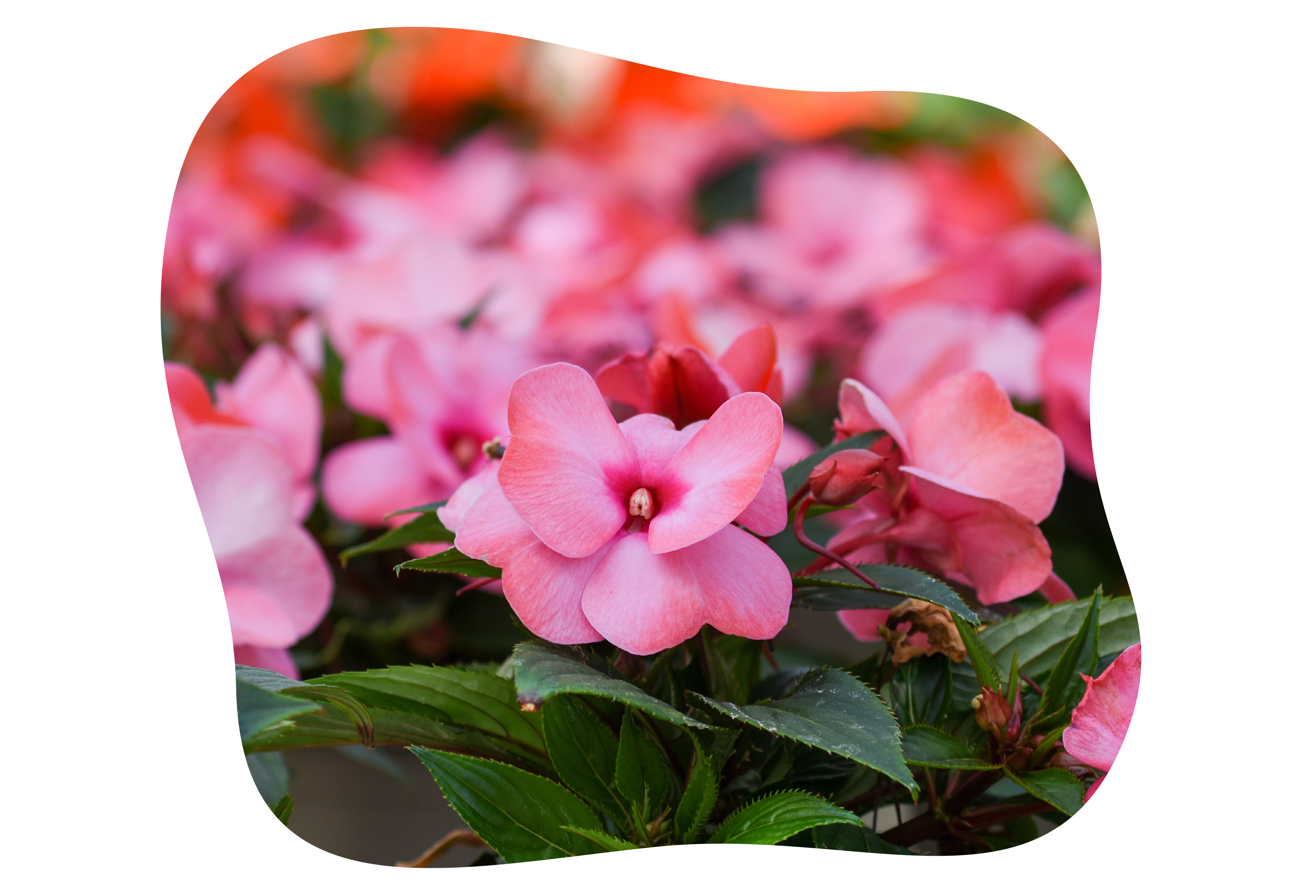 impatiens_neuguinea_kiefls_welt_in_gauting_bei_muenchen_1-2026.png