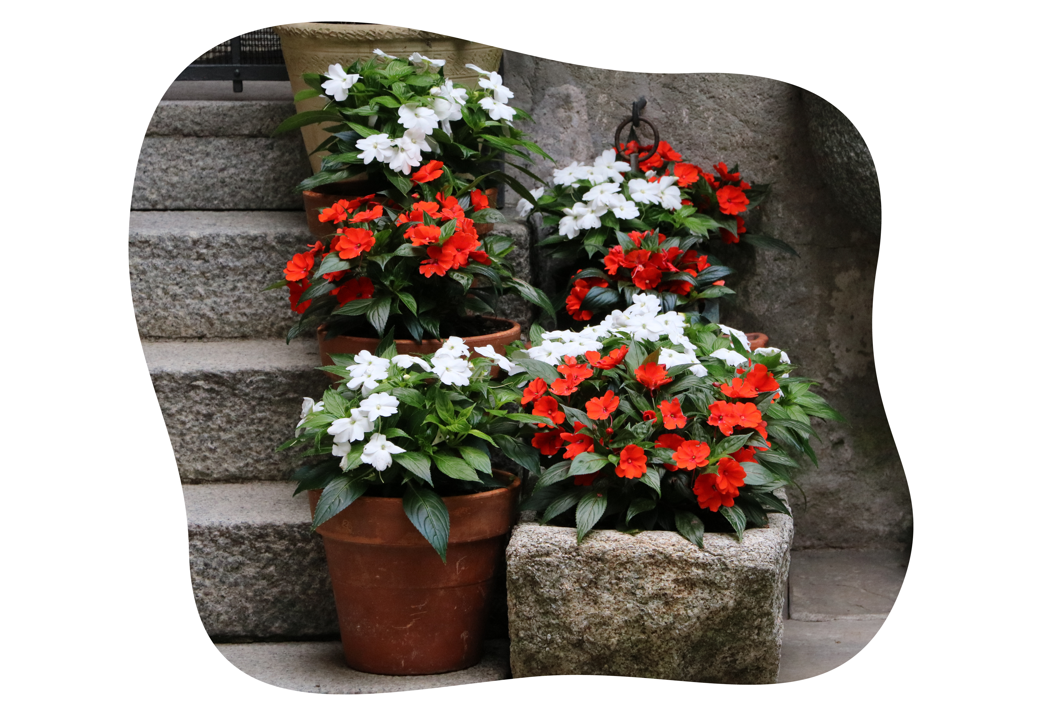 impatiens_neuguinea_kiefls_welt_in_gauting_bei_muenchen_4-2026.png