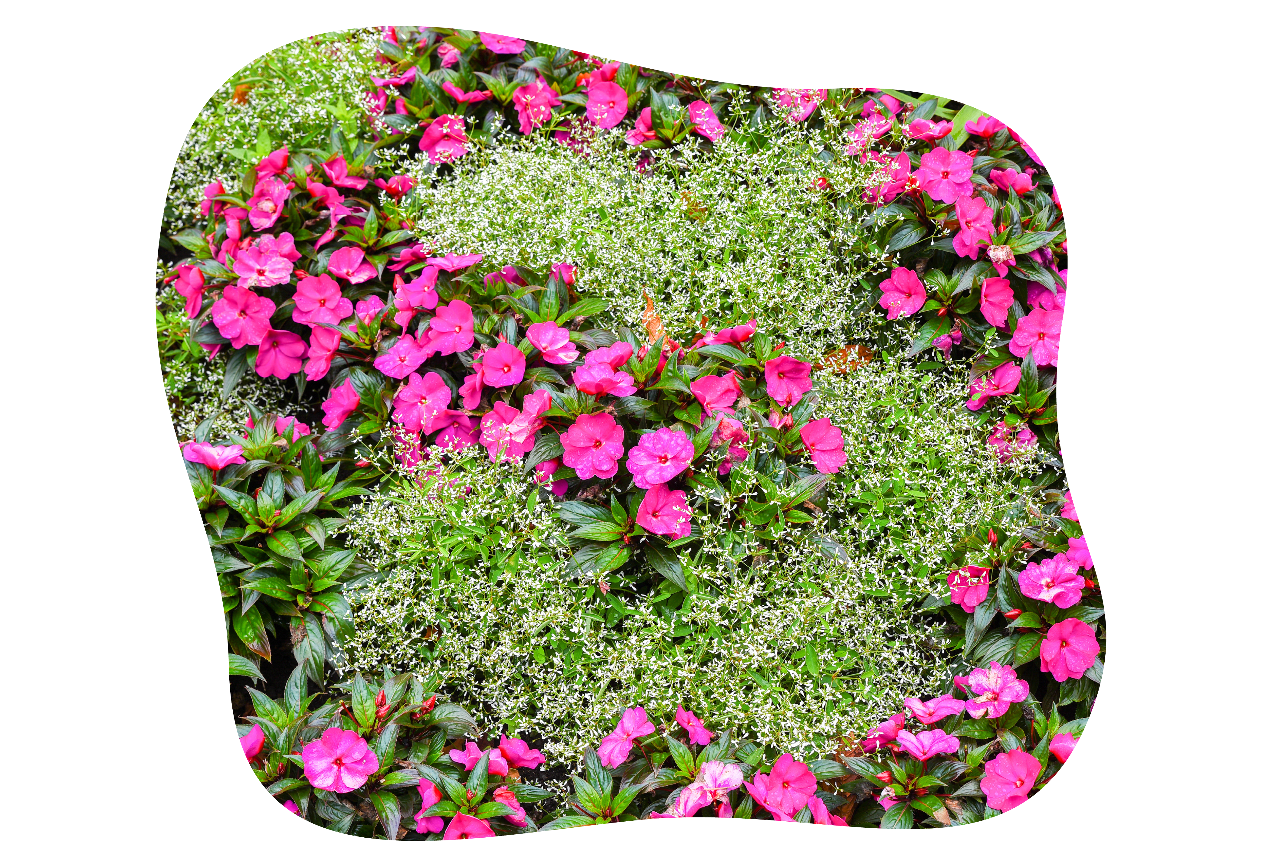 impatiens_neuguinea_kiefls_welt_in_gauting_bei_muenchen_2-2026.png