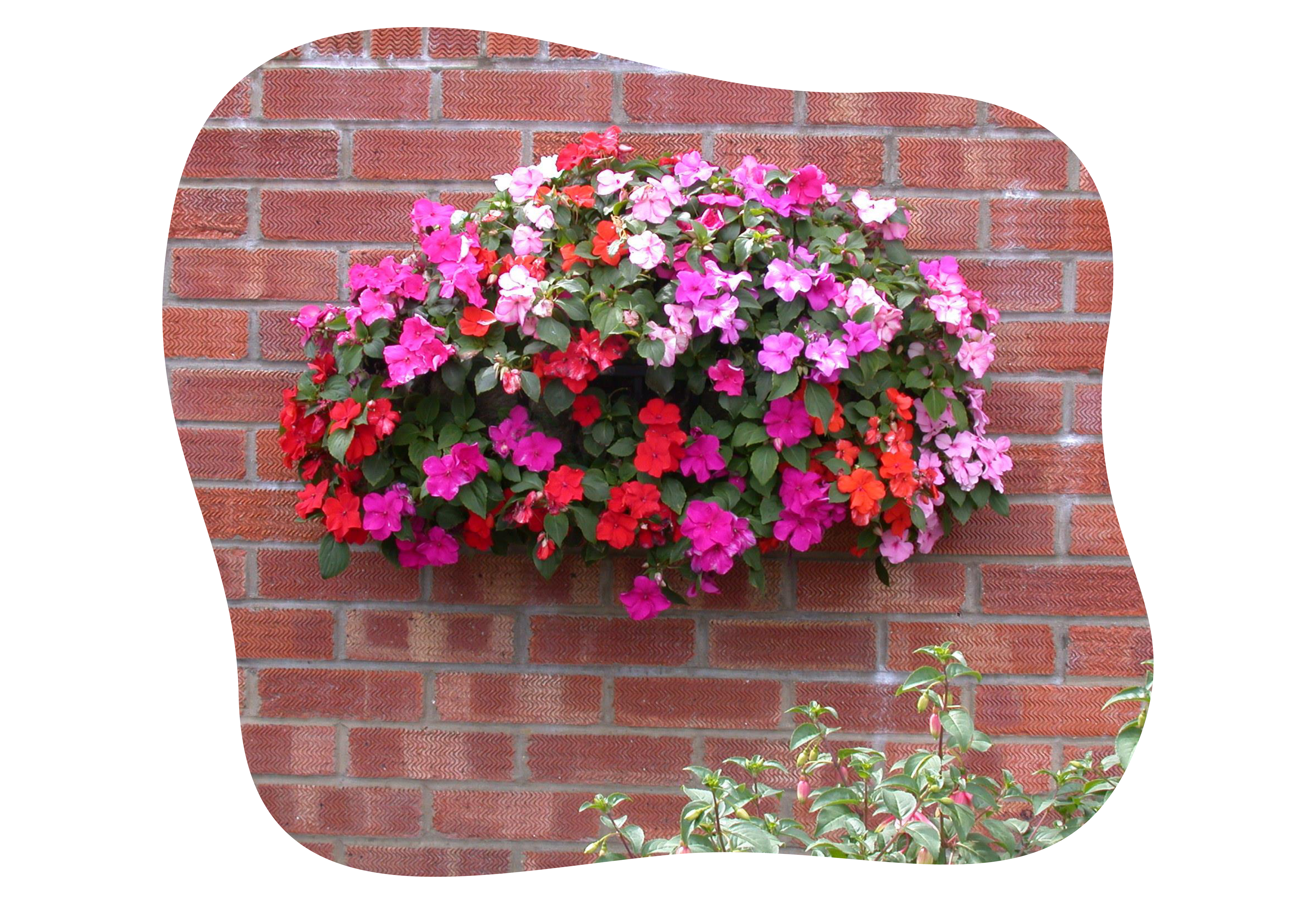 impatiens_neuguinea_kiefls_welt_in_gauting_bei_muenchen_3-2026.png