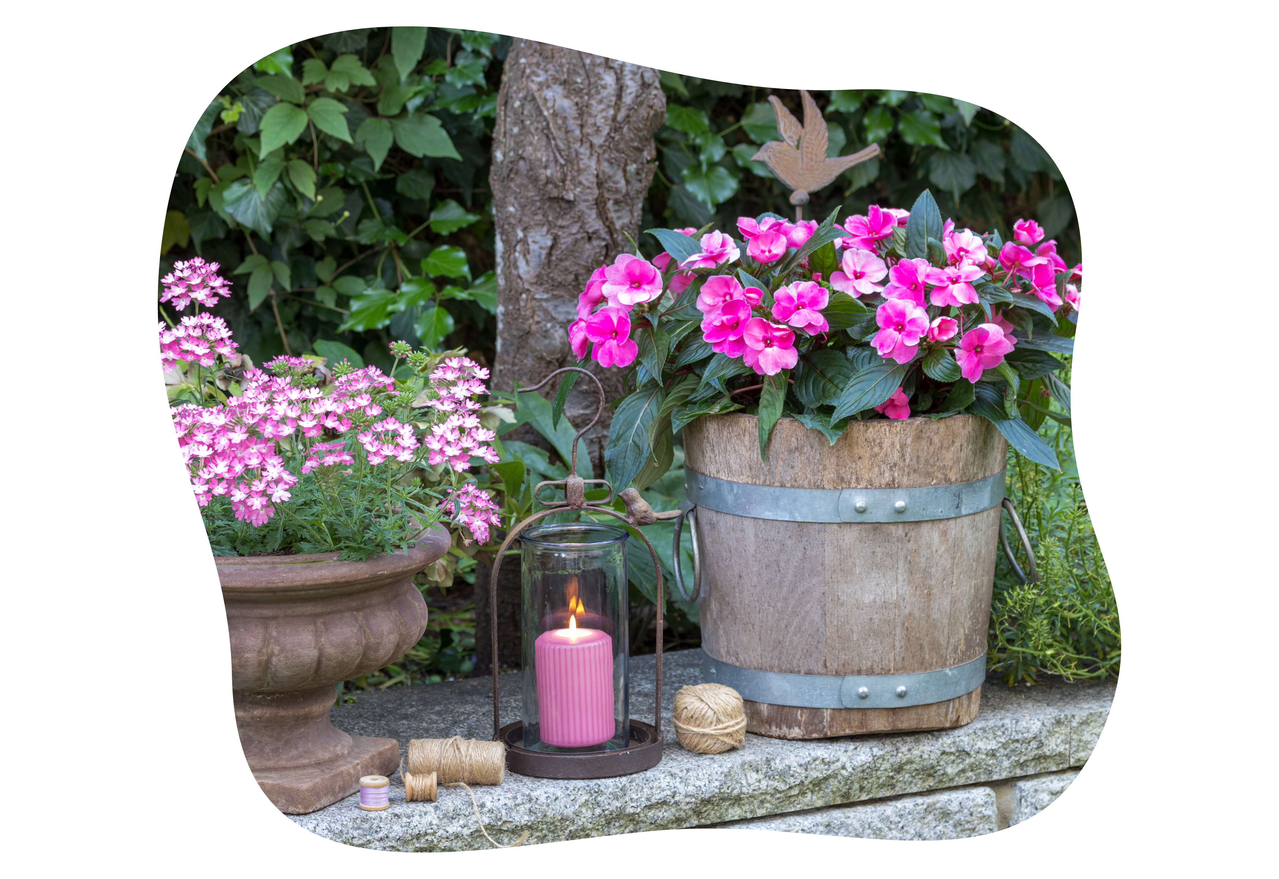 impatiens_neuguinea_kiefls_welt_in_gauting_bei_muenchen_5-2026.png