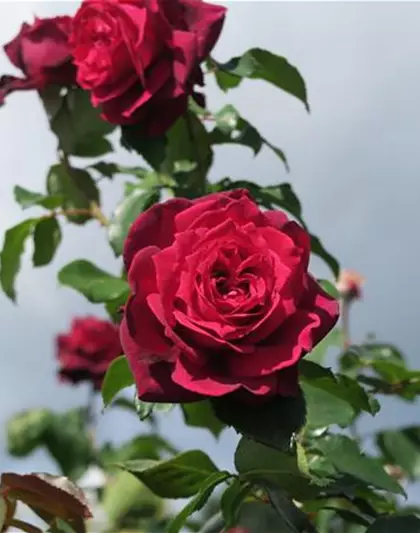 Edelrose 'Gräfin Diana'®