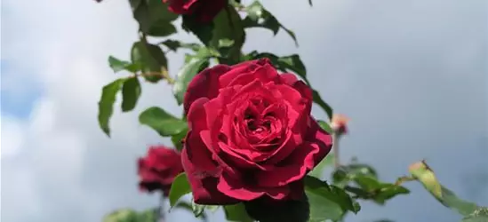 Edelrose 'Gräfin Diana'®