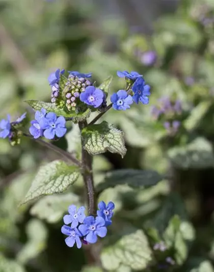 Brunnera macrophylla 'Jack Frost' -R-