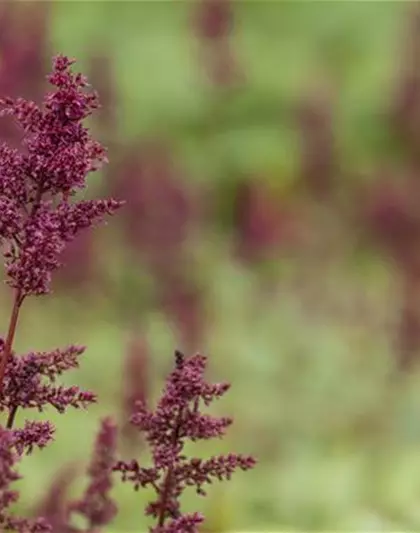 Arends Garten-Prachtspiere 'Glut'