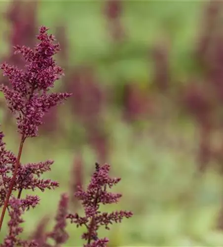 Arends Garten-Prachtspiere 'Glut'