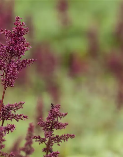 Arends Garten-Prachtspiere 'Glut'